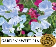 Garden Sweet Pea