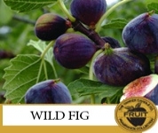 Wild Fig